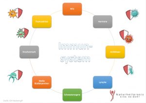 Grafik_ iDIA Marketing© Immunsystem