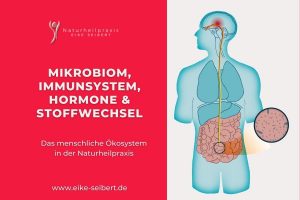 Mikrobiom, Immunsystem, Hormone & Stoffwechsel